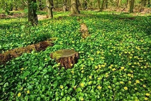 地被植物